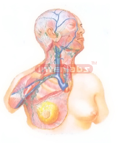 THE LYM PHATIC VESSELS AND THE LYMPH NODES OF THE DEEP CERVICAL AND THE AXILLAAND THE MAMMARY GLANDS